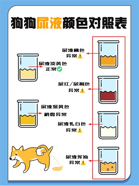 狗尿顏色|犬尿顏色圖表：獸醫批准的常規或可疑症狀指南 